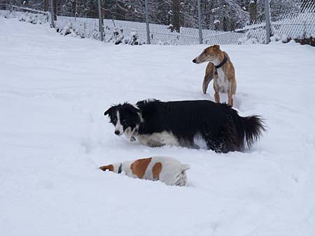 Die kleine Foxie geht fast unter :-)