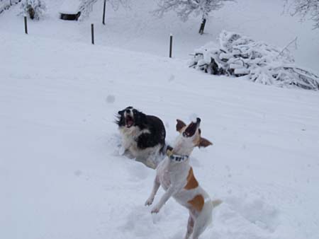 Auf der Jagd nach Schneebällen: Foxie und Lou Auf der Jagd nach Schneebällen: Foxie und Lou