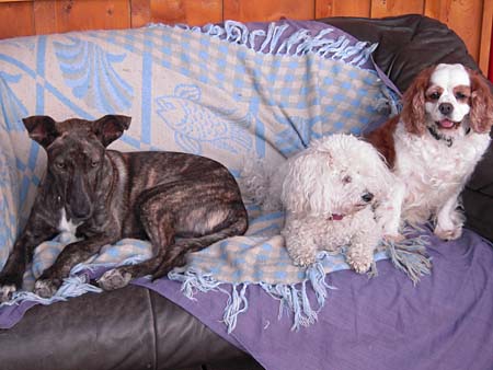 Dreierpack auf dem Sofa: Bahia, Lady und Choupette