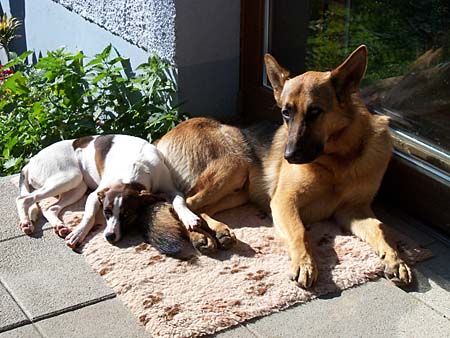 Chaska und Pflegeh�ndin Yanos, inzwischen gl�cklich vermittelt