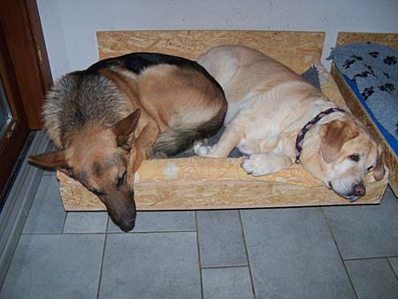 Chaska und Ferienh�ndin Melodie