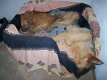 Chaska und Pflegehund Filou, inzwischen glücklich vermittelt Chaska und Pflegehund Filou, inzwischen glücklich vermittelt