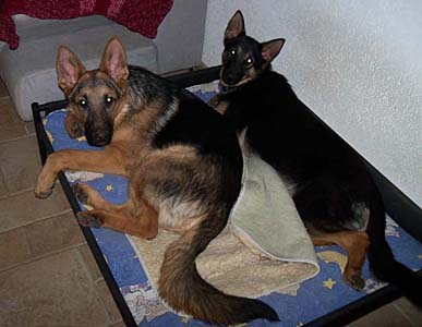 Chaks und Lora: als k�nnten sie kein W�sserchen tr�ben.....