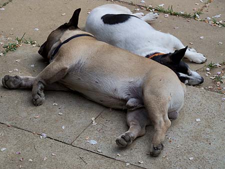 Ferieng�ste Rocco und Kira