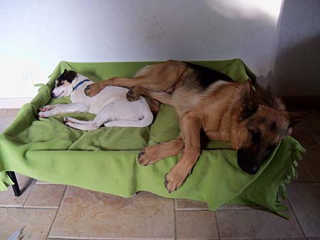 Auch Hunde lagern die F�sse gerne hoch :-)....