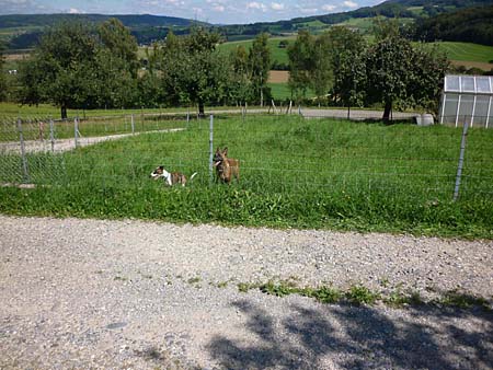 ab in Garten