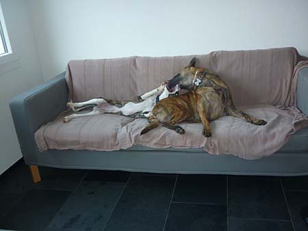 nonig ganz....