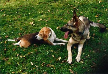 Chess mit Pflegehund Jina
