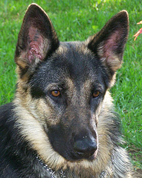 Cheyenne