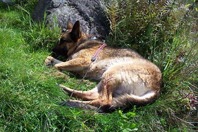 Nicht nur Hunde ......