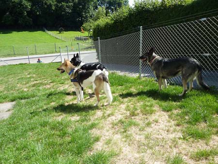 Mit seinen neuen Freunden im neuen Garten