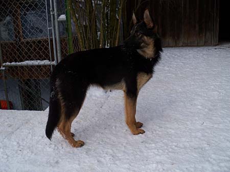 Feingliedriger als ein reiner Sch�ferhund, deshalb Spitzname "M��sli"
