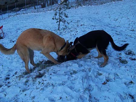 Gemeinsames M�usesuchen mit Ferienhund Louka