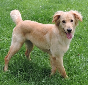 Luca Luca