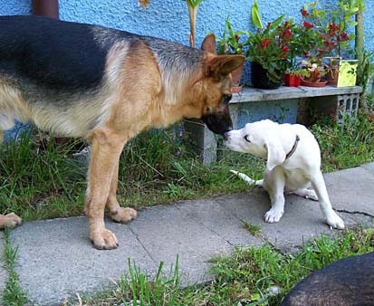 Malva und Chaska
