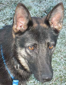 Nera