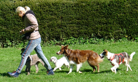 Tag 3 auf dem hundeplatz : da geh ich doch einfach mal mit Tag 3 auf dem hundeplatz : da geh ich doch einfach mal mit