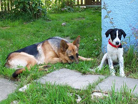 Rucola und Chaska