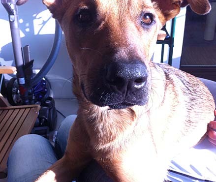 Lily fuehlt sich ab und zu als Schosshund! Lily fuehlt sich ab und zu als Schosshund!