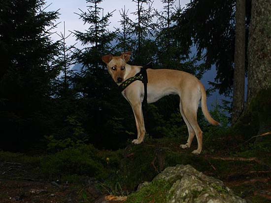 Ist das ein Dingo? Wurde ich doch tats�chlich schon gefragt :-)
