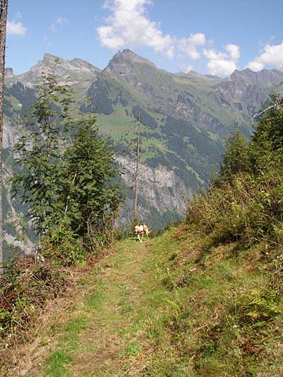 Mal die andere Seite von Wengen..ins Tal von Grindelwald