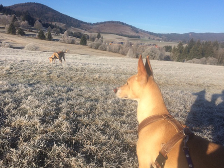 Nachwinterstimmung im Schwarzwald Nachwinterstimmung im Schwarzwald