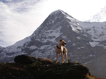 Floppy vor der ber�hmten Eigernordwand