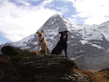 Floppy und ihr treuer Freund Navajo