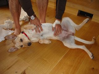 Schmusehund Floppy