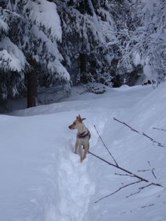 Wintereinbruch in Wengen