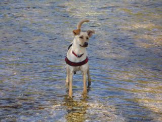 langsam aber sicher gew�hnt Floppy sich ans Wasser. Aber die F�sse m�ssen schon noch sicher auf dem Boden sein. Schwimmen liegt noch gar nicht drin.