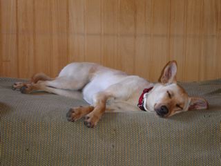 war das doch anstrengend....Wasser.. frei laufende K�he...Schafe.... und so vieles zum Schn�ffeln........-