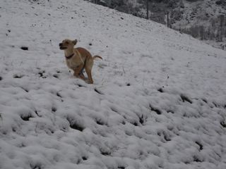 Da sieht man den Windhund Da sieht man den Windhund