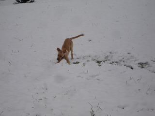 Sieht so aus als passe ihr der Schnee