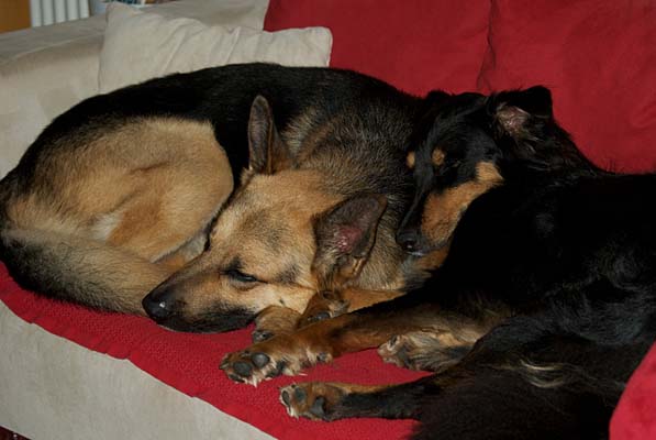 wir haben uns lieb! wir haben uns lieb!