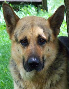 Cesar