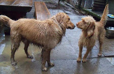 Chess und Oscar Chess und Oscar