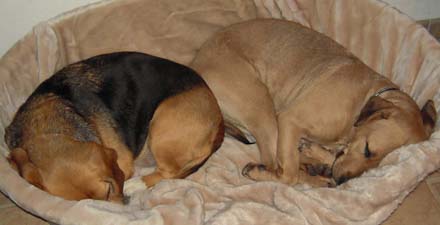 Gioia und Bandit