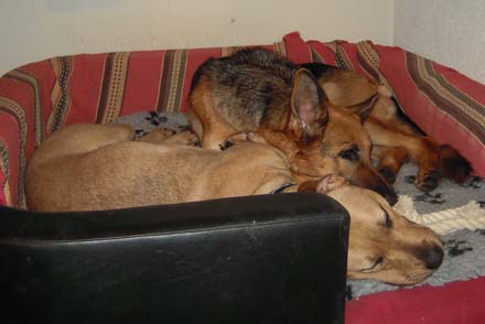 Gioia und Niva