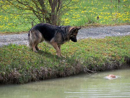 Poldi versteht nicht, wieso das alte Brot alleine auf dem Wasser schwimmt ("angetrieben" von den Karpfen) :-).