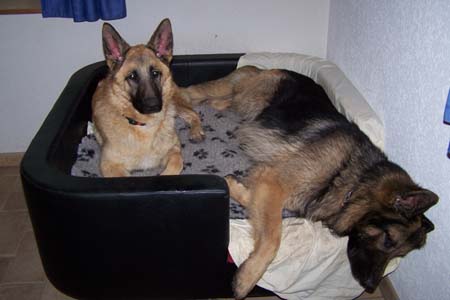 Louka und Goldy, dicke Freunde