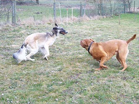 Jack und seine neue Hundekumpeline Rosi