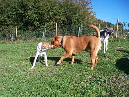 "So was" hat Busti wohl bis jetzt noch nie gesehen: Rosie war nat�rlich auch dabei