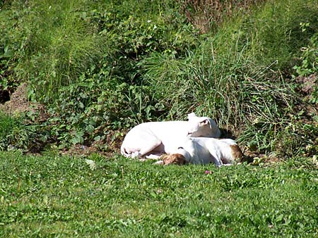 Valentina und Buster zogen es wieder mal vor, Siesta zu machen
