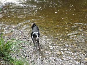 Jura im Bach