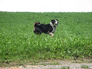 Wo bleibt der Ball ?
