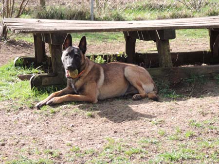 Pflegestelle Hunde Hunde Und Welpen Kaufen In Bayern Ebay Kleinanzeigen