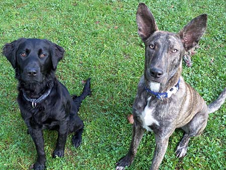 Lupo und Greta beim Betteln