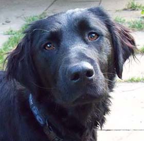 Lupo