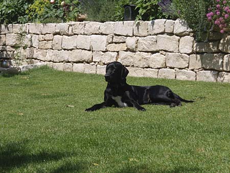 Mara im Garten